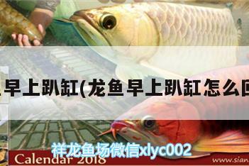 龍魚早上趴缸(龍魚早上趴缸怎么回事) 印尼虎苗