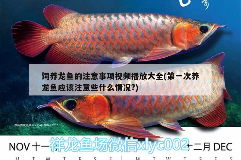 飼養(yǎng)龍魚的注意事項視頻播放大全(第一次養(yǎng)龍魚應(yīng)該注意些什么情況?) 泰國雪鯽魚