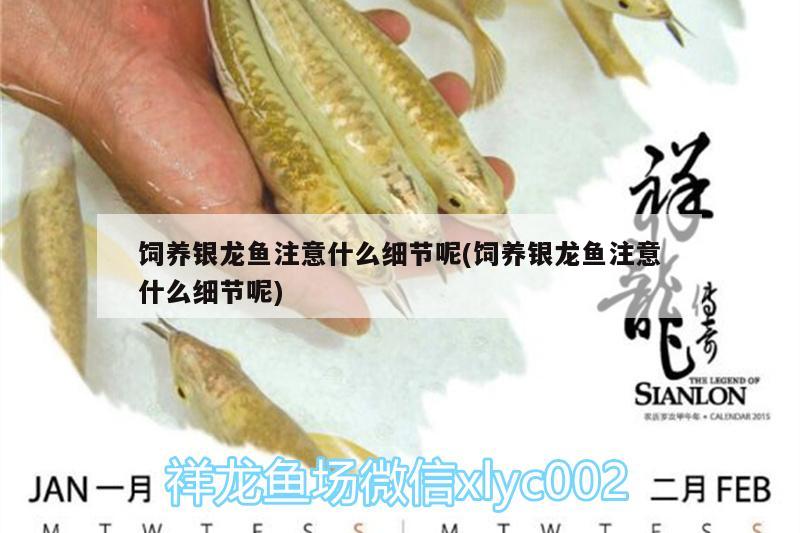 飼養(yǎng)銀龍魚注意什么細節(jié)呢(飼養(yǎng)銀龍魚注意什么細節(jié)呢) 銀龍魚百科