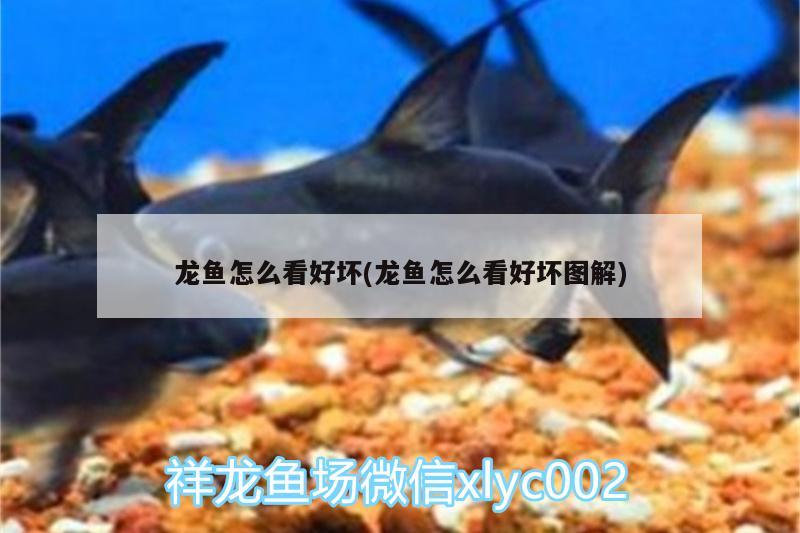 龍魚怎么看好壞(龍魚怎么看好壞圖解)