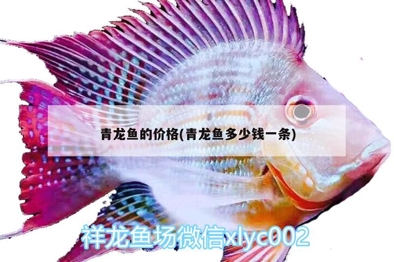 青龍魚(yú)的價(jià)格(青龍魚(yú)多少錢(qián)一條)