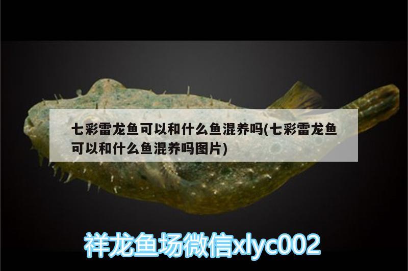 七彩雷龍魚可以和什么魚混養(yǎng)嗎(七彩雷龍魚可以和什么魚混養(yǎng)嗎圖片)