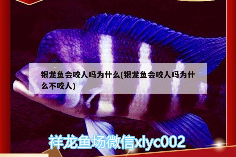 銀龍魚會咬人嗎為什么(銀龍魚會咬人嗎為什么不咬人) 銀龍魚