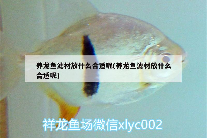 養(yǎng)龍魚濾材放什么合適呢(養(yǎng)龍魚濾材放什么合適呢)