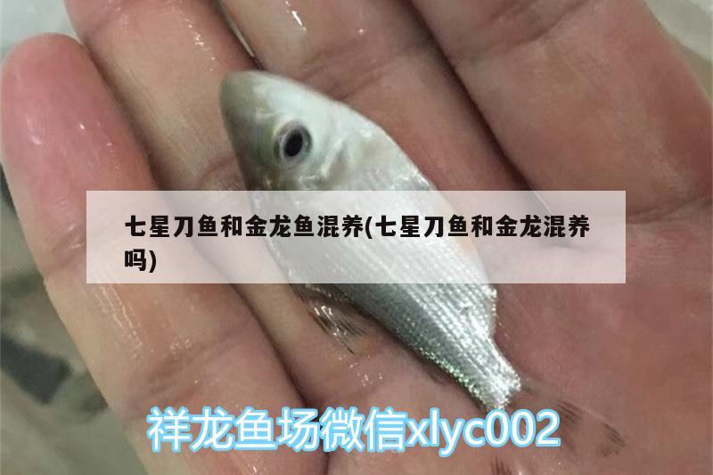 七星刀魚和金龍魚混養(yǎng)(七星刀魚和金龍混養(yǎng)嗎) 銀龍魚