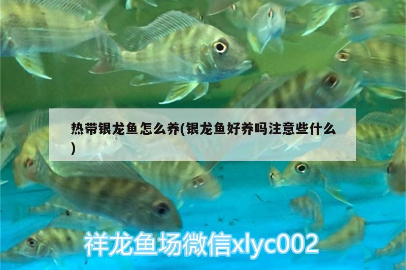 熱帶銀龍魚怎么養(yǎng)(銀龍魚好養(yǎng)嗎注意些什么) 銀龍魚