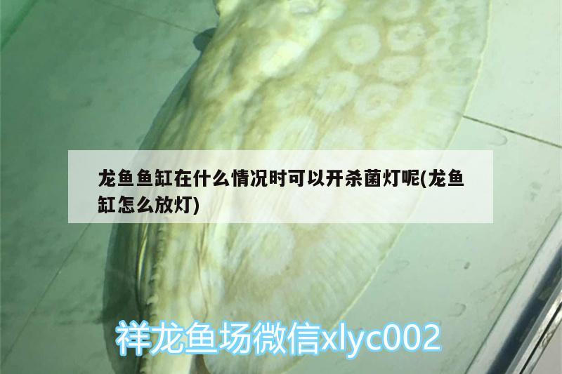 龍魚魚缸在什么情況時可以開殺菌燈呢(龍魚缸怎么放燈)