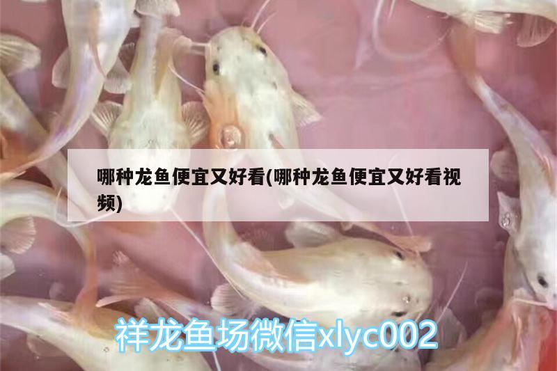 哪種龍魚便宜又好看(哪種龍魚便宜又好看視頻) 黃金達摩魚