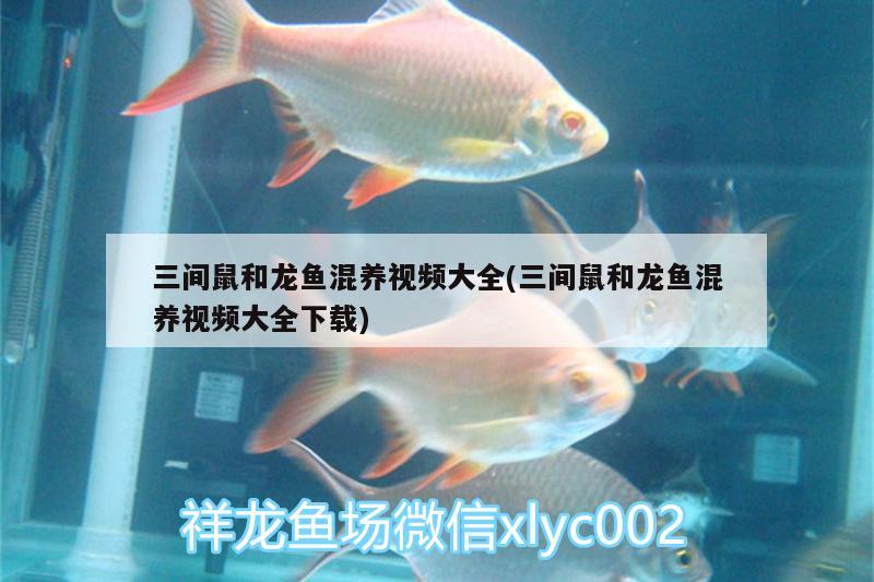 三間鼠和龍魚混養(yǎng)視頻大全(三間鼠和龍魚混養(yǎng)視頻大全下載) 斑馬狗頭魚