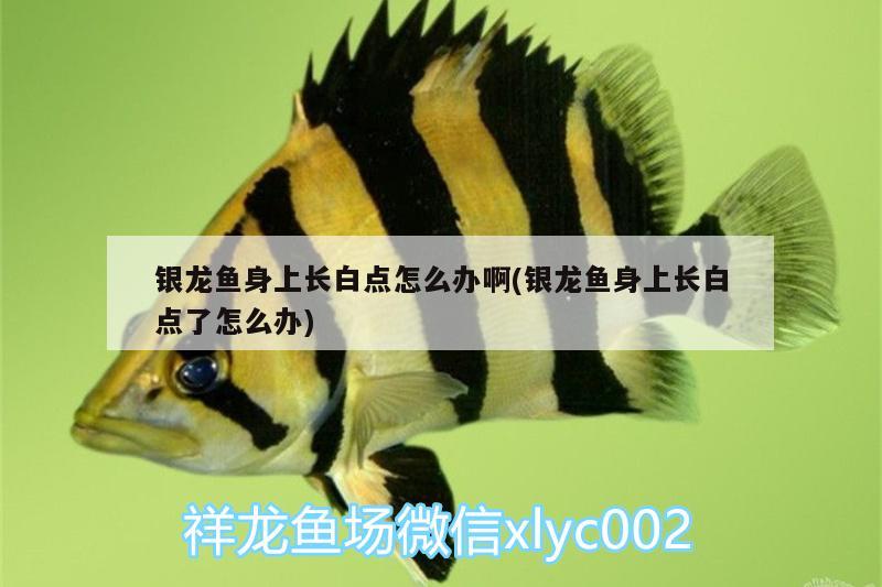 銀龍魚身上長白點(diǎn)怎么辦啊(銀龍魚身上長白點(diǎn)了怎么辦) 銀龍魚