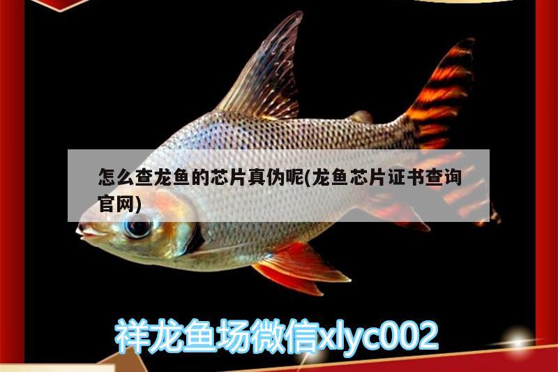 怎么查龍魚的芯片真?zhèn)文?龍魚芯片證書查詢官網(wǎng)) 斯維尼關刀魚