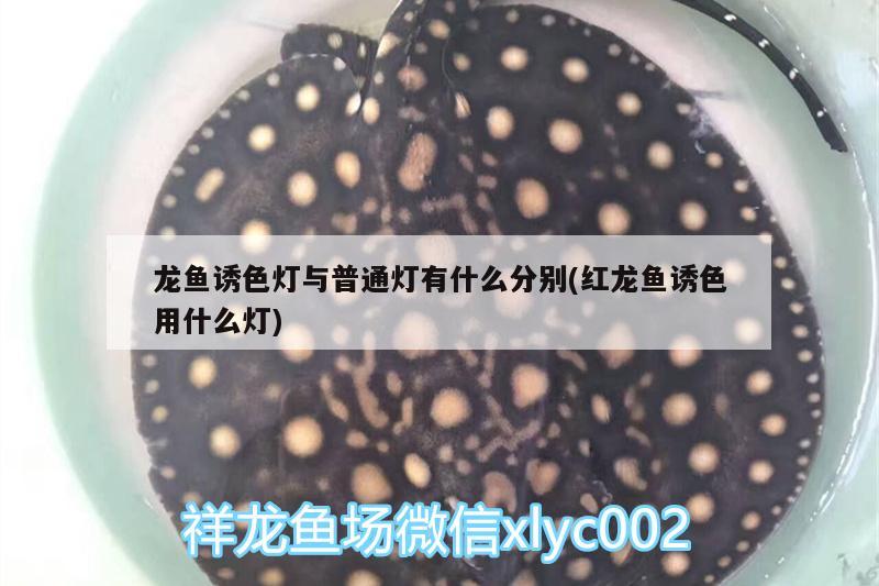 龍魚誘色燈與普通燈有什么分別(紅龍魚誘色用什么燈) 魚缸清潔用具