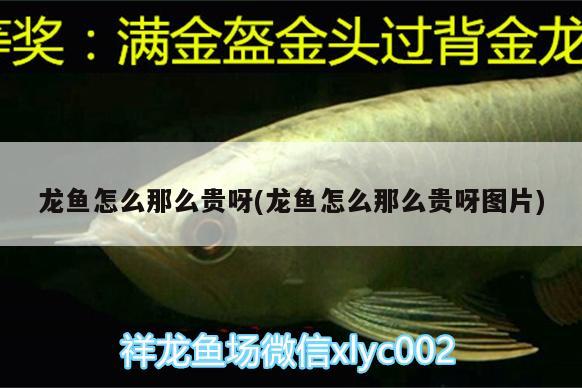 龍魚怎么那么貴呀(龍魚怎么那么貴呀圖片) 銀河星鉆魚