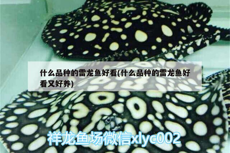 什么品種的雷龍魚好看(什么品種的雷龍魚好看又好養(yǎng)) 黃金斑馬魚