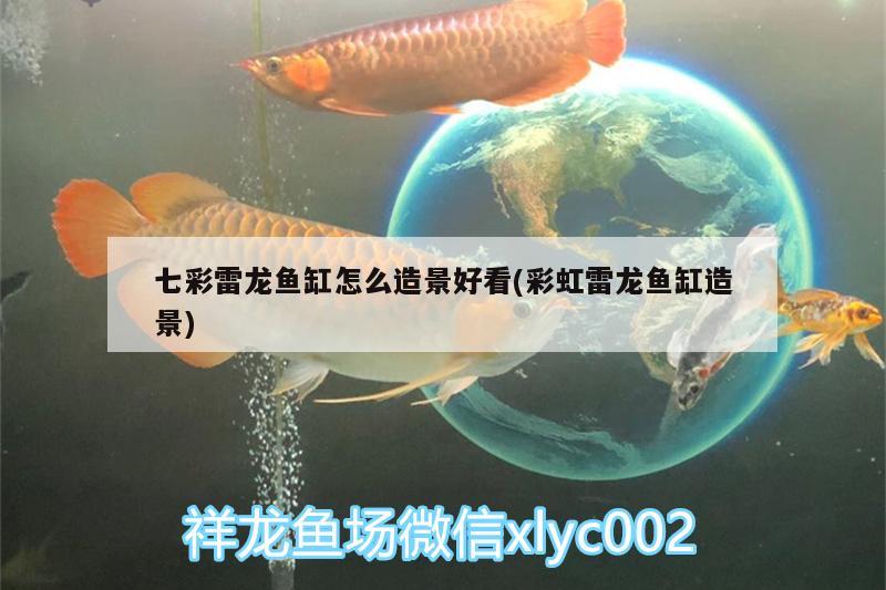 七彩雷龍魚缸怎么造景好看(彩虹雷龍魚缸造景)