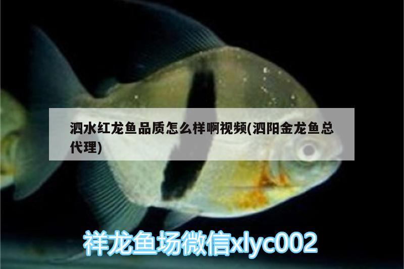 泗水紅龍魚品質(zhì)怎么樣啊視頻(泗陽金龍魚總代理) 泗水龍魚