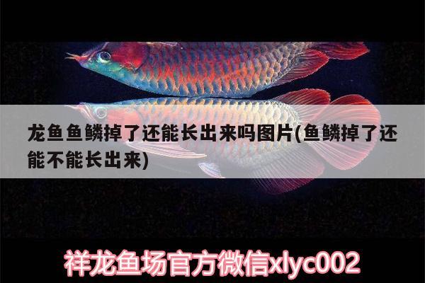 龍魚魚鱗掉了還能長(zhǎng)出來嗎圖片(魚鱗掉了還能不能長(zhǎng)出來) 蝴蝶鯉魚苗