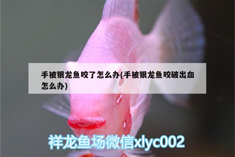 手被銀龍魚咬了怎么辦(手被銀龍魚咬破出血怎么辦) 銀龍魚