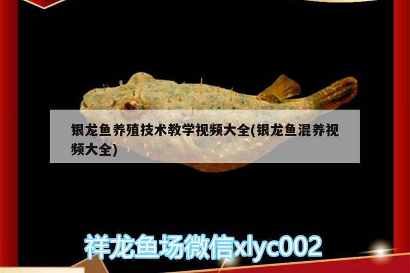 銀龍魚養(yǎng)殖技術教學視頻大全(銀龍魚混養(yǎng)視頻大全)