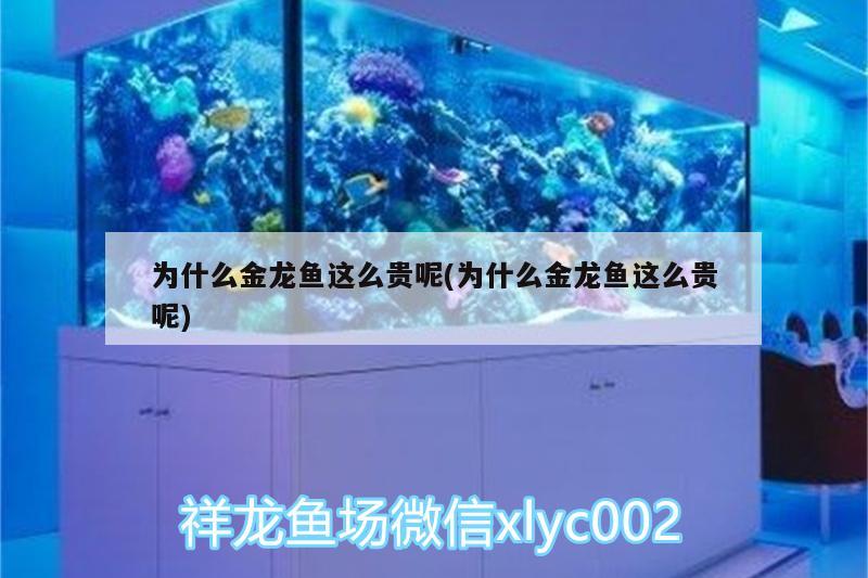 為什么金龍魚這么貴呢(為什么金龍魚這么貴呢)