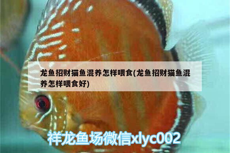 龍魚招財貓魚混養(yǎng)怎樣喂食(龍魚招財貓魚混養(yǎng)怎樣喂食好)