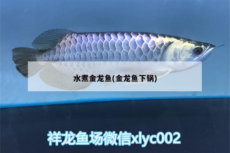 水煮金龍魚(yú)(金龍魚(yú)下鍋) 成吉思汗鯊（球鯊）魚(yú)