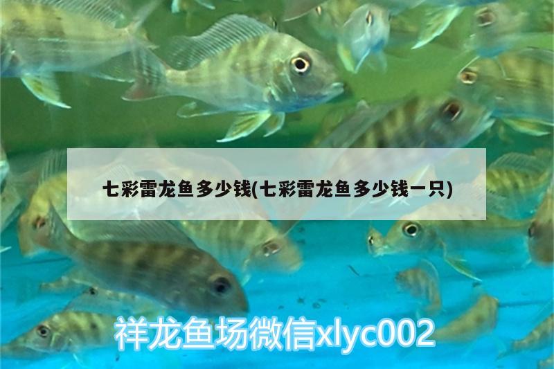 七彩雷龍魚多少錢(七彩雷龍魚多少錢一只) 成吉思汗鯊（球鯊）魚