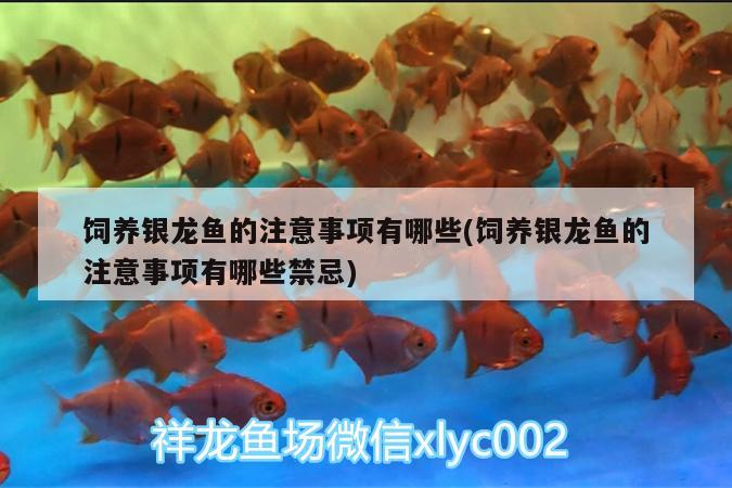 飼養(yǎng)銀龍魚的注意事項有哪些(飼養(yǎng)銀龍魚的注意事項有哪些禁忌)