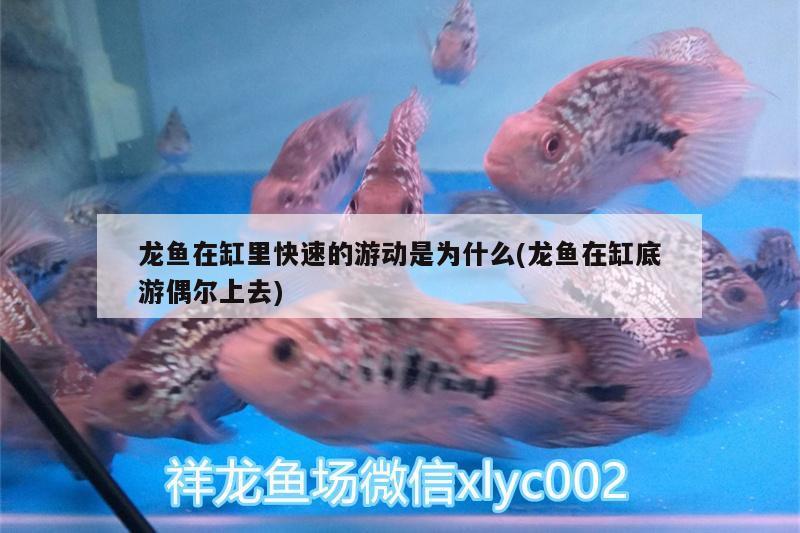 龍魚在缸里快速的游動是為什么(龍魚在缸底游偶爾上去) 龍魚百科