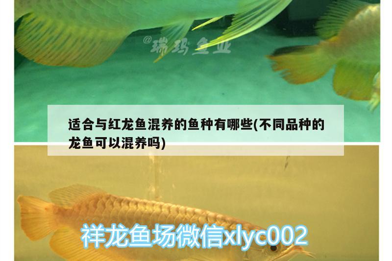 適合與紅龍魚(yú)混養(yǎng)的魚(yú)種有哪些(不同品種的龍魚(yú)可以混養(yǎng)嗎) 女王大帆魚(yú)