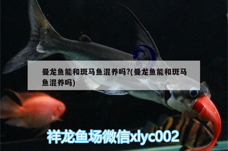 曼龍魚能和斑馬魚混養(yǎng)嗎?(曼龍魚能和斑馬魚混養(yǎng)嗎) 野彩魚 第3張