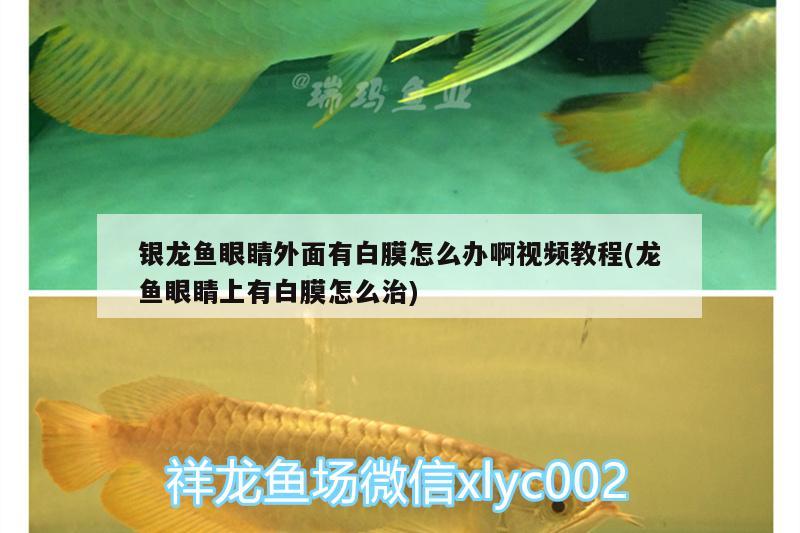 銀龍魚眼睛外面有白膜怎么辦啊視頻教程(龍魚眼睛上有白膜怎么治) 銀龍魚百科 第1張