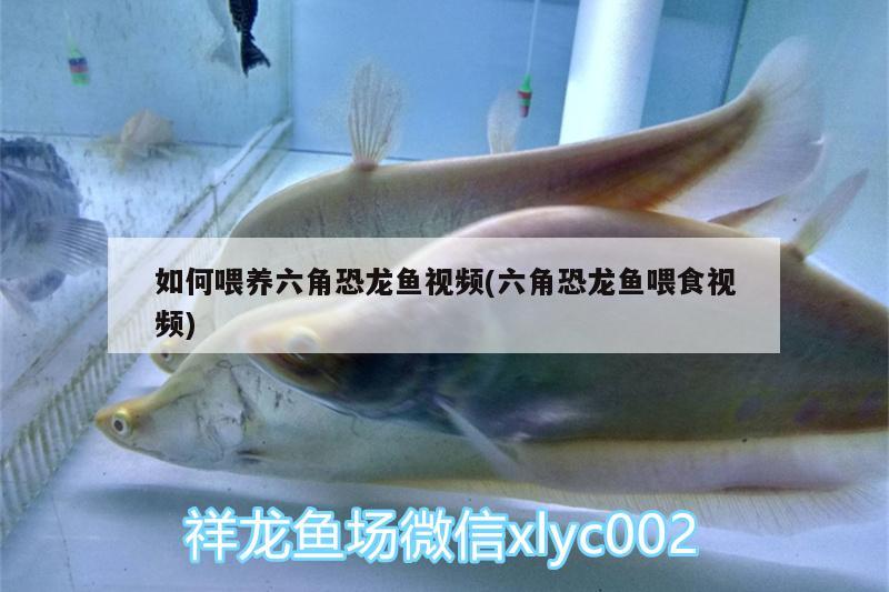 如何喂養(yǎng)六角恐龍魚視頻(六角恐龍魚喂食視頻) 廣州水族器材濾材批發(fā)市場