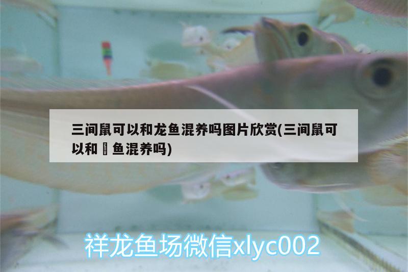 三間鼠可以和龍魚(yú)混養(yǎng)嗎圖片欣賞(三間鼠可以和魟魚(yú)混養(yǎng)嗎)