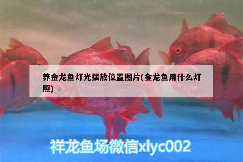 養(yǎng)金龍魚燈光擺放位置圖片(金龍魚用什么燈照) 觀賞魚魚苗