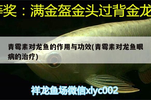 青霉素對(duì)龍魚(yú)的作用與功效(青霉素對(duì)龍魚(yú)眼病的治療) 龍魚(yú)百科