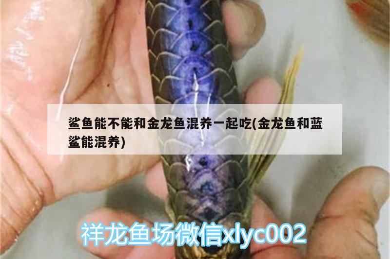 鯊魚能不能和金龍魚混養(yǎng)一起吃(金龍魚和藍(lán)鯊能混養(yǎng)) 祥龍水族護(hù)理水