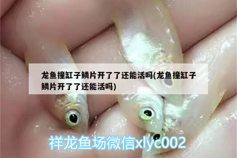 龍魚撞缸子鱗片開了了還能活嗎(龍魚撞缸子鱗片開了了還能活嗎) 超血紅龍魚