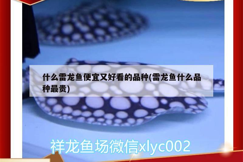 什么雷龍魚便宜又好看的品種(雷龍魚什么品種最貴)