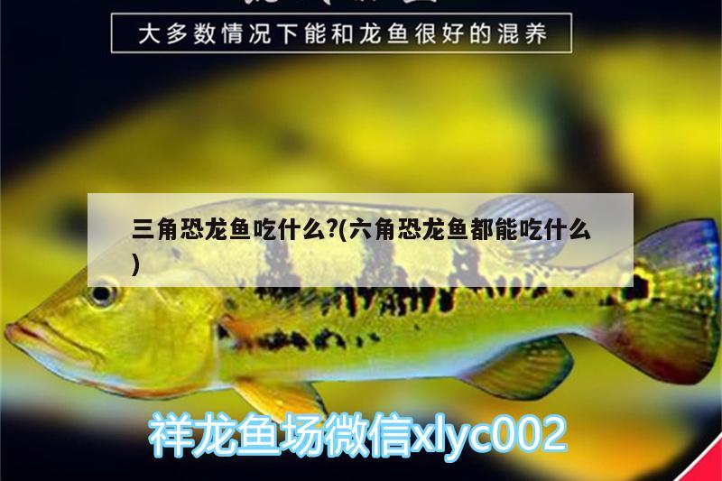 三角恐龍魚(yú)吃什么?(六角恐龍魚(yú)都能吃什么) 大正錦鯉魚(yú)