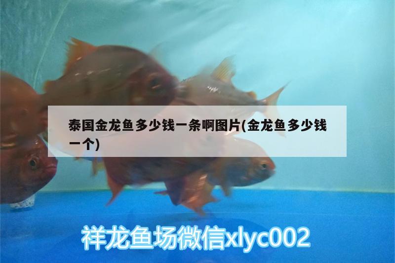 泰國(guó)金龍魚多少錢一條啊圖片(金龍魚多少錢一個(gè)) 黃金眼鏡蛇雷龍魚