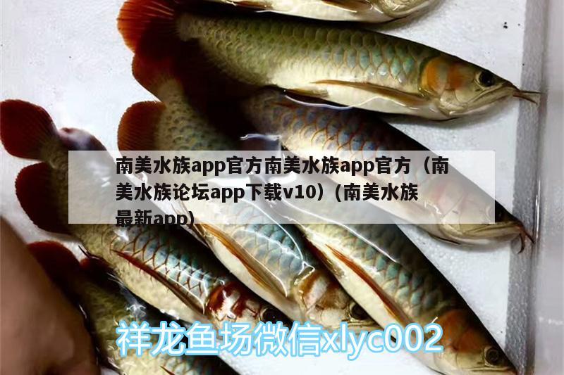 南美水族app官方南美水族app官方（南美水族論壇app下載v10）(南美水族最新app)