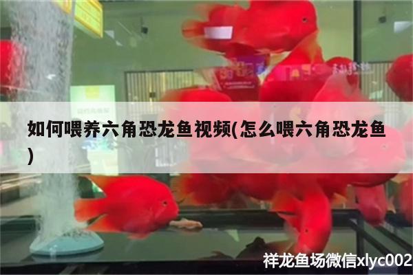 如何喂養(yǎng)六角恐龍魚視頻(怎么喂六角恐龍魚) 黃金貓魚