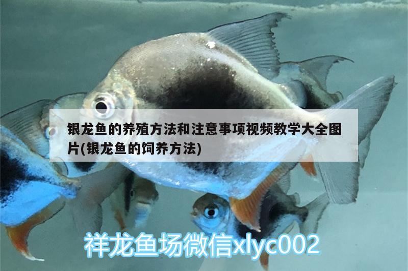 銀龍魚的養(yǎng)殖方法和注意事項視頻教學大全圖片(銀龍魚的飼養(yǎng)方法)