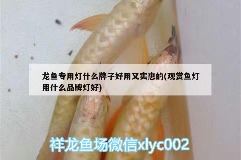 龍魚專用燈什么牌子好用又實惠的(觀賞魚燈用什么品牌燈好)