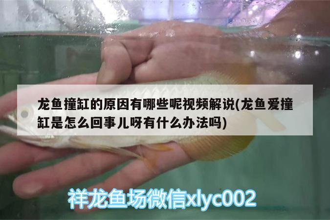 龍魚撞缸的原因有哪些呢視頻解說(龍魚愛撞缸是怎么回事兒呀有什么辦法嗎) 朱巴利魚苗