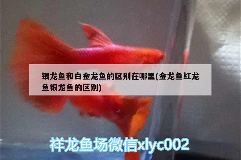 銀龍魚和白金龍魚的區(qū)別在哪里(金龍魚紅龍魚銀龍魚的區(qū)別) 銀龍魚百科