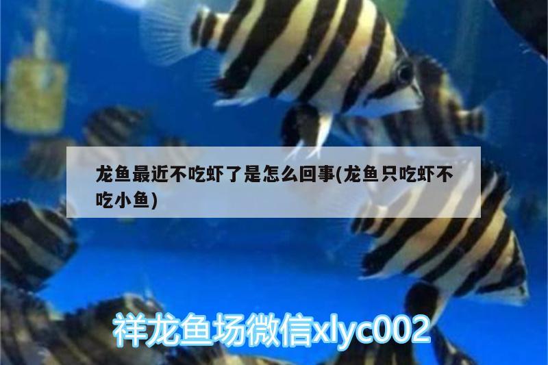 龍魚最近不吃蝦了是怎么回事(龍魚只吃蝦不吃小魚)