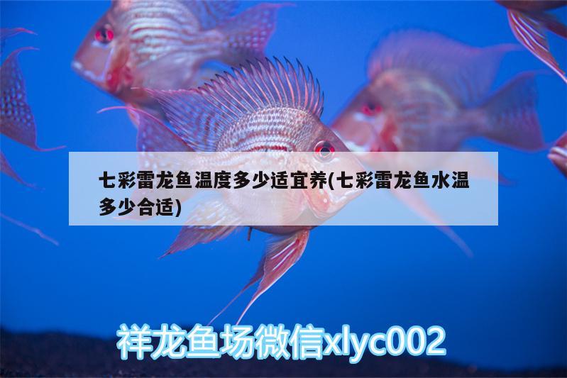 七彩雷龍魚溫度多少適宜養(yǎng)(七彩雷龍魚水溫多少合適) 玫瑰銀版魚