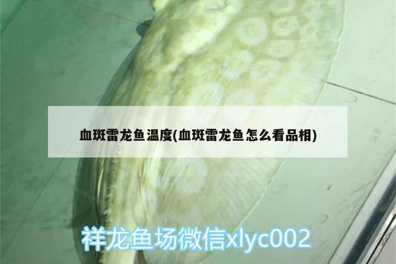 血斑雷龍魚溫度(血斑雷龍魚怎么看品相)